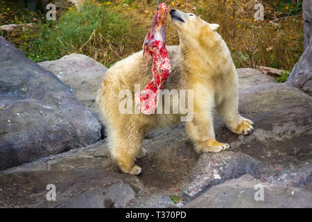 Eisbären im Zoo Stockfoto