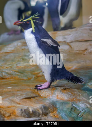 Makkaroni-Pinguin Stockfoto