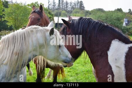 Zwei Pferde gegenseitig beschnuppern. Ein dappled ist grau, die andere eine piebald. Andere Pferde sind im Hintergrund. Irland. Stockfoto