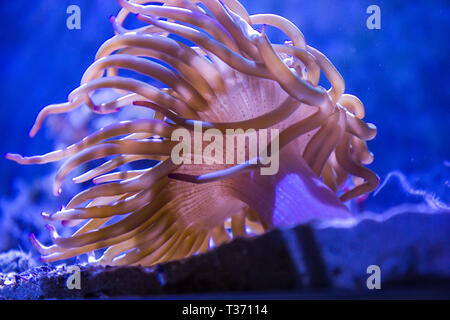 Seeanemone Stockfoto