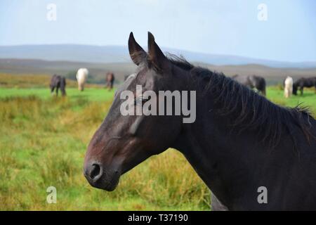 Porträt einer wunderschönen Dichtung braunes Pferd in Irland. Andere Pferde und irische Landschaft im Hintergrund. Stockfoto