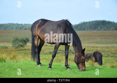 Beweidung Bay Horse in Irland. Schöne Landschaft und ein anderes Pferd im Hintergrund. Stockfoto