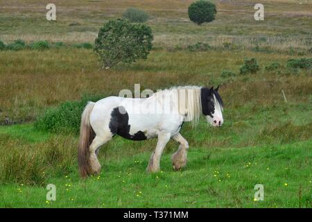 Wunderschöne piebald Pferd in Irland. Das Pferd hat eine lange Mähne und Gefieder. Es ist zu Fuß. Landschaft im Hintergrund. Stockfoto