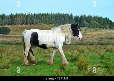 Wunderschöne piebald Pferd in Irland. Das Pferd hat eine lange Mähne und Gefieder. Es ist zu Fuß. Landschaft im Hintergrund. Stockfoto