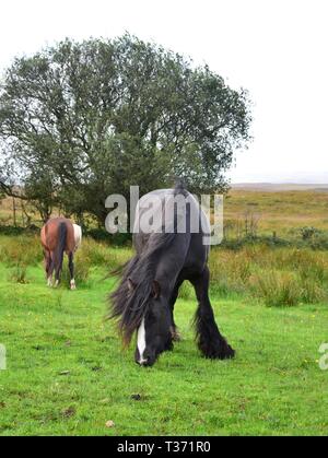 Schöne weiden schwarzes Pferd mit langer Mähne und lange Befederung. Ein anderes Pferd und ein Baum im Hintergrund. Stockfoto