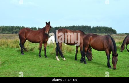 Eine Gruppe von Bay Pferde auf einer Wiese in Irland. Man sucht, zwei Weiden. Irische Landschaft im Hintergrund. Stockfoto