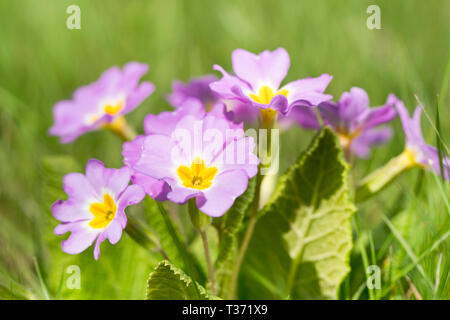 Primula vulgaris Subsp Sibthorpii oder gemeinsamen Primrose Stockfoto