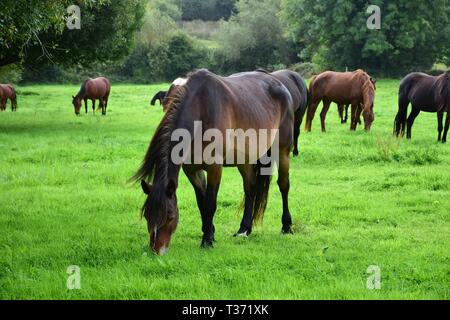 Eine Herde von weidende Pferde in Irland, mit einem Bay Horse in Front. Landschaft im Hintergrund. Stockfoto