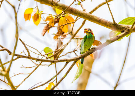 Schöne Blue-eared Barbet (Psilopogon duvaucelii) (Unterarten) sitzen auf dem Baum im tropischen Wald Stockfoto