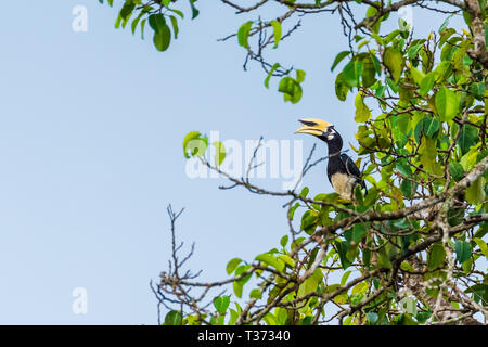 Orientalische pied hornbill Weiblichen in der Natur Stockfoto