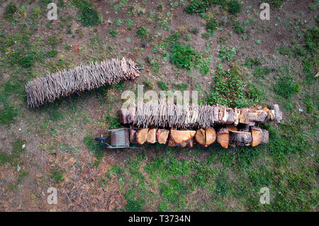 Frisch geschnittene Holz am Rand eines Waldes, Kiefer stamm. Flache Luftaufnahme Stockfoto