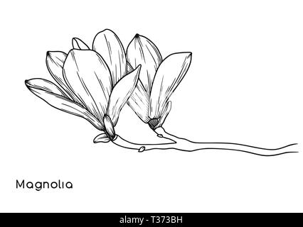 Magnolia Blumen. Realistische Skizze einer blühenden Blume. Vector Illustration in Skizze Stil. Stock Vektor