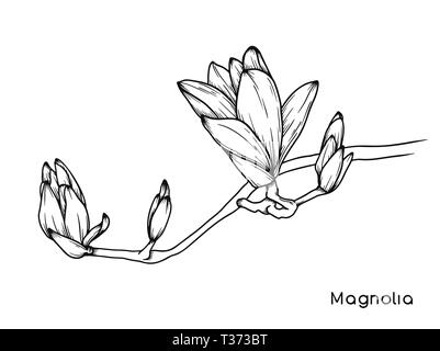 Magnolia Blumen. Realistische Skizze einer blühenden Blume. Vector Illustration in Skizze Stil. Stock Vektor