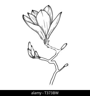 Magnolia Blumen. Realistische Skizze einer blühenden Blume. Vector Illustration in Skizze Stil. Stock Vektor