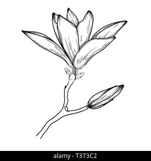 Magnolia Blumen. Realistische Skizze einer blühenden Blume. Vector Illustration in Skizze Stil. Stock Vektor