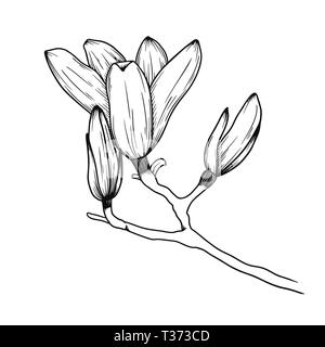 Magnolia Blumen. Realistische Skizze einer blühenden Blume. Vector Illustration in Skizze Stil. Stock Vektor