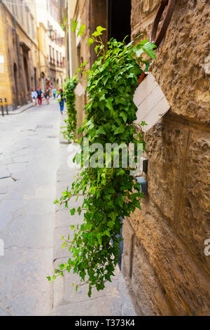 Hängepflanzen Linie ein Florenz, Toskana, Italien. Stockfoto