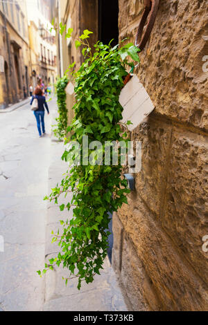 Hängepflanzen Linie ein Florenz, Toskana, Italien. Stockfoto