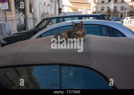 Streunende Katze auf einem Fahrzeug in Portugal ruht. Stockfoto