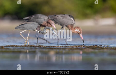 Dreifarbige Heron in Florida Stockfoto