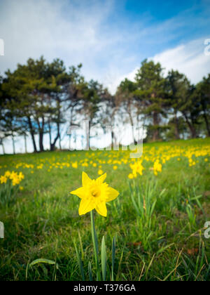 Ein Feld der Narzissen im Frühjahr im Beacon Hill Park in Victoria, British Columbia, Kanada. Stockfoto