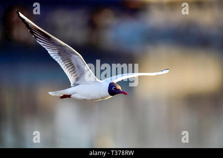 Lachmöwe im Flug Stockfoto