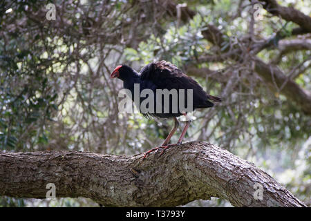 Fluffed bis große Erwachsene Pukeko auf einen Baum. Neuseeland. Stockfoto