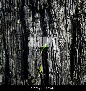 Grüne Triebe nach einem Waldbrand in der Region Tasman. Einer Kiefer zeigt den Willen zu überleben. Neuseeland. Stockfoto