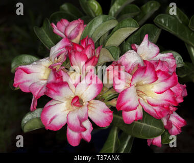 Cluster von atemberaubenden und ungewöhnlichen Doppel rosa und weißen Blüten und grünen Blättern von Adenium obesum, afrikanische Wüstenrose auf dunklem Hintergrund Stockfoto