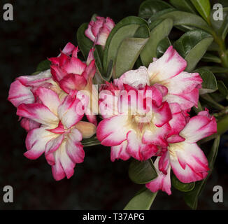 Cluster von atemberaubenden und ungewöhnlichen Doppel rosa und weißen Blüten und grünen Blättern von Adenium obesum, afrikanische Wüstenrose auf dunklem Hintergrund Stockfoto