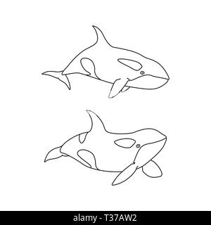 Vector Abbildung: Killer whale Set skizzieren. Line Art cartoon Meerestiere Orca Stock Vektor