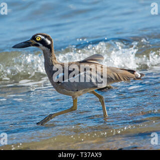 Schöne und Ungewöhnliche Strand Stein - Curlew/dicke Knie, Esacus magnirostris, waten in blaues Wasser mit Wellen Planschen am Strand in Queensland Australien Stockfoto