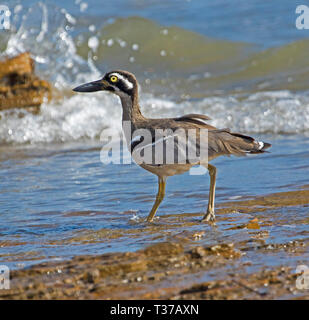 Schöne und Ungewöhnliche Strand Stein - Curlew/dicke Knie, Esacus magnirostris, waten in blaues Wasser mit Wellen Planschen am Strand in Queensland Australien Stockfoto