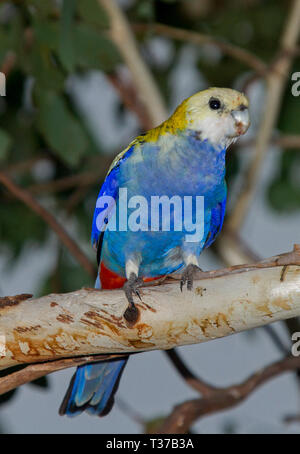 Blass - vorangegangen Rosella, adscitus Platycercus, in Baum in Biloela, Queensland, Australien gehockt Stockfoto