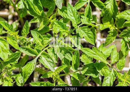 Ein Flachbild voller Tomaten Transplants in einem Gewächshaus. Stockfoto