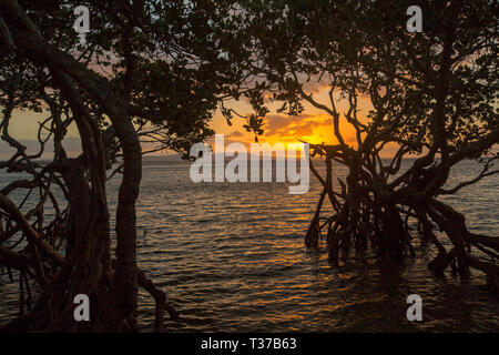 Golden Sunset über die ruhigen Gewässer des Bustard Bay Mangrove Tree und Wurzeln gegen Himmel bei 1770 Queensland Australien Silhouette Stockfoto