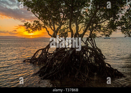 Golden Sunset über die ruhigen Gewässer des Bustard Bay Mangrove Tree und Wurzeln gegen Himmel bei 1770 Queensland Australien Silhouette Stockfoto