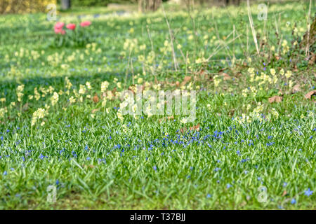 Scilla Blütenfest Das Blaue Wunder mit dem Lindener Berg Stockfoto