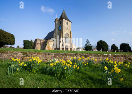 Westseite der Marienkirche mit Frühling Narzissen im Nachmittag Sonnenschein, Bahnhofstr., East Sussex, England, Vereinigtes Königreich, Europa Stockfoto