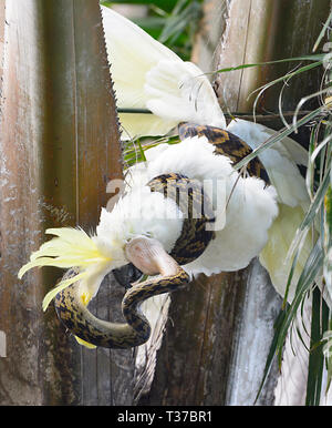 Australische Scrub Python (Simalia Kinghorni) aufgewickelt, um ein Schwefel-Crested Cockatoo (Cacatua galerita) und zu versuchen, sie zu verschlingen, Queensland, Queensland, Stockfoto