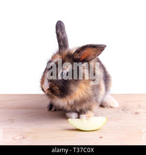 Tricolor Kaninchen mit großen Ohren apple Essen Stockfoto