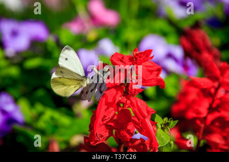 Weiß Schmetterling. Schmetterling Kohlsuppe. Schönen Insekt. Der Schmetterling sitzt und aalt sich in der Sonne Stockfoto