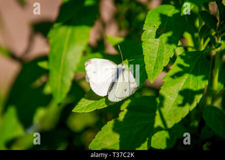 Weiß Schmetterling. Schmetterling Kohlsuppe. Schönen Insekt. Der Schmetterling sitzt und aalt sich in der Sonne Stockfoto