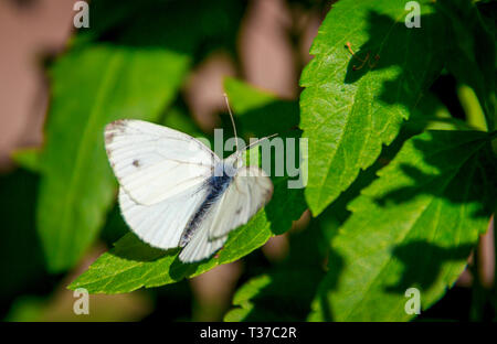 Weiß Schmetterling. Schmetterling Kohlsuppe. Schönen Insekt. Der Schmetterling sitzt und aalt sich in der Sonne Stockfoto