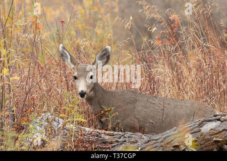 Junge Hirsch hinter mit Gebüsch im Hintergrund anmelden Stockfoto