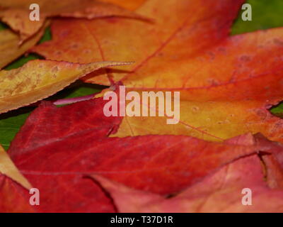 Blätter in Orange, Grün und Rot. Stockfoto