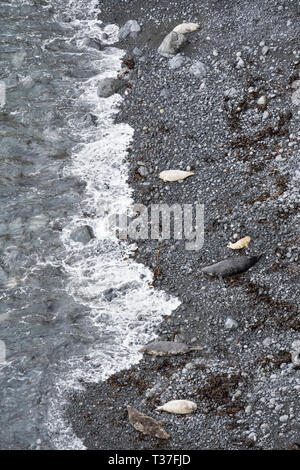 Pembrokeshire, Wales, UK. Graue Dichtungen und ihre Welpen schlafend auf die Küste von Pembrokeshire Coastal Path an Pwllcrochan Strand gesehen Stockfoto