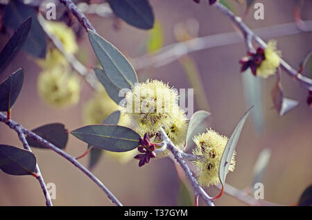 Gelbe Blüten und Knospen der seltenen Desmond Mallee, Eukalyptus desmondensis, Familie Myrtaceae. Endemisch auf Mount Desmond in der Nähe von Ravensthorpe in WA Stockfoto