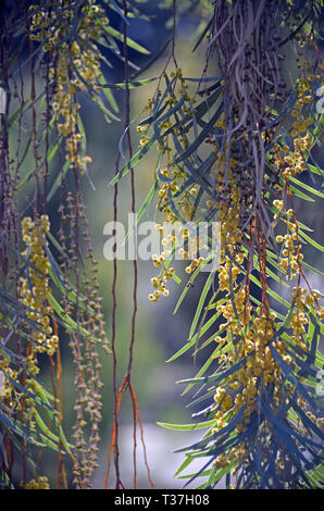 Herabhängenden Zweigen und Blumen des schleichenden Wattle, Acacia saligna, Familie Fabaceae. Auch als die goldenen Kranz Wattle oder Blue Leaf Wattle bekannt. Stockfoto