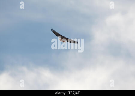 Red-tailed Hawk gegen helle Wolken in Kalifornien fliegen Stockfoto